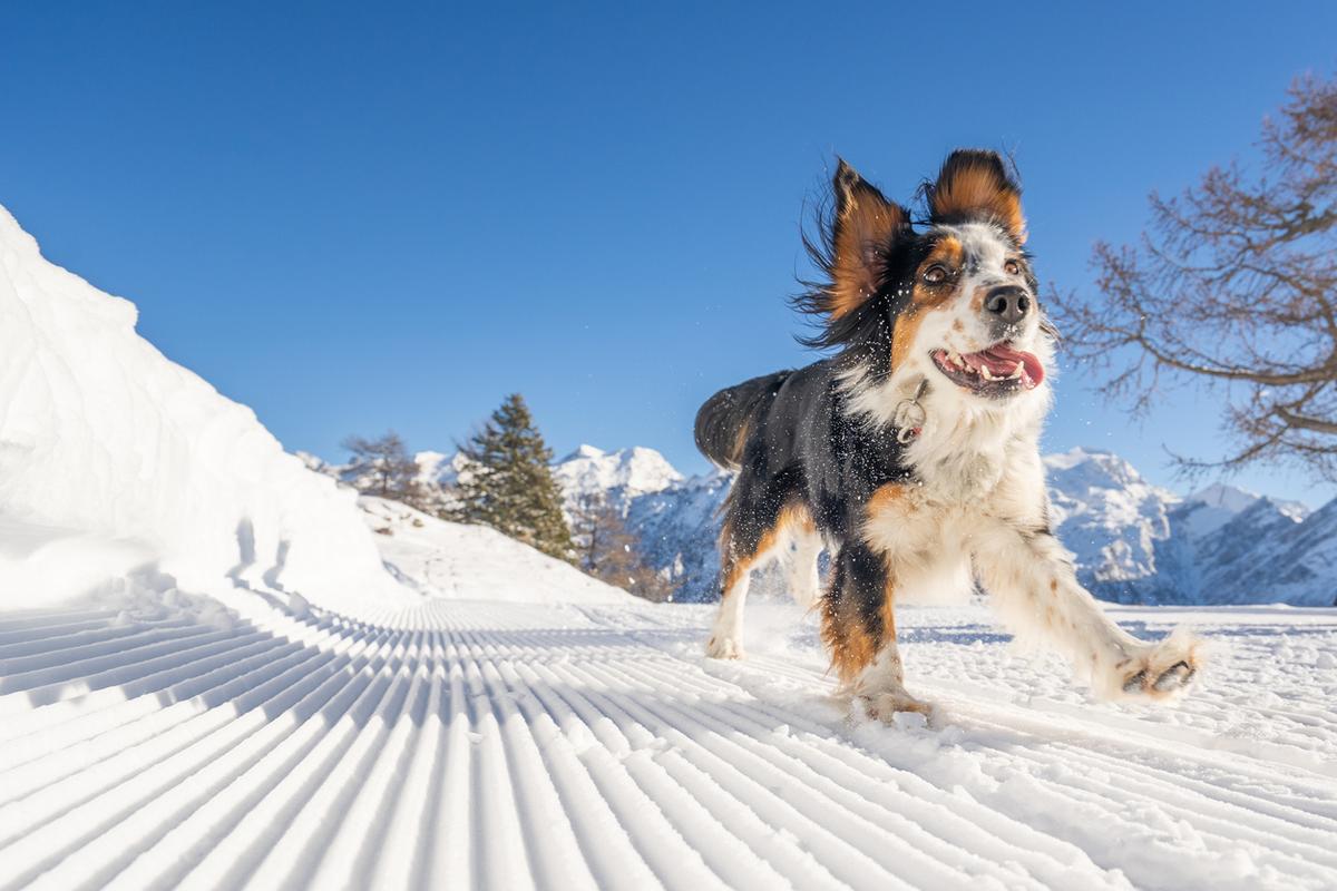 Pet-friendly vacation rental in Colorado mountains with beautiful fall foliage and outdoor space for dogs